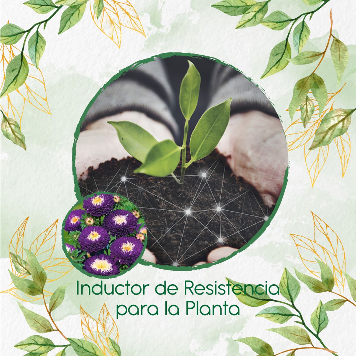 GENERICO - Fertilizante Inductor De Resistencia Para Flor Aster Para Ramos