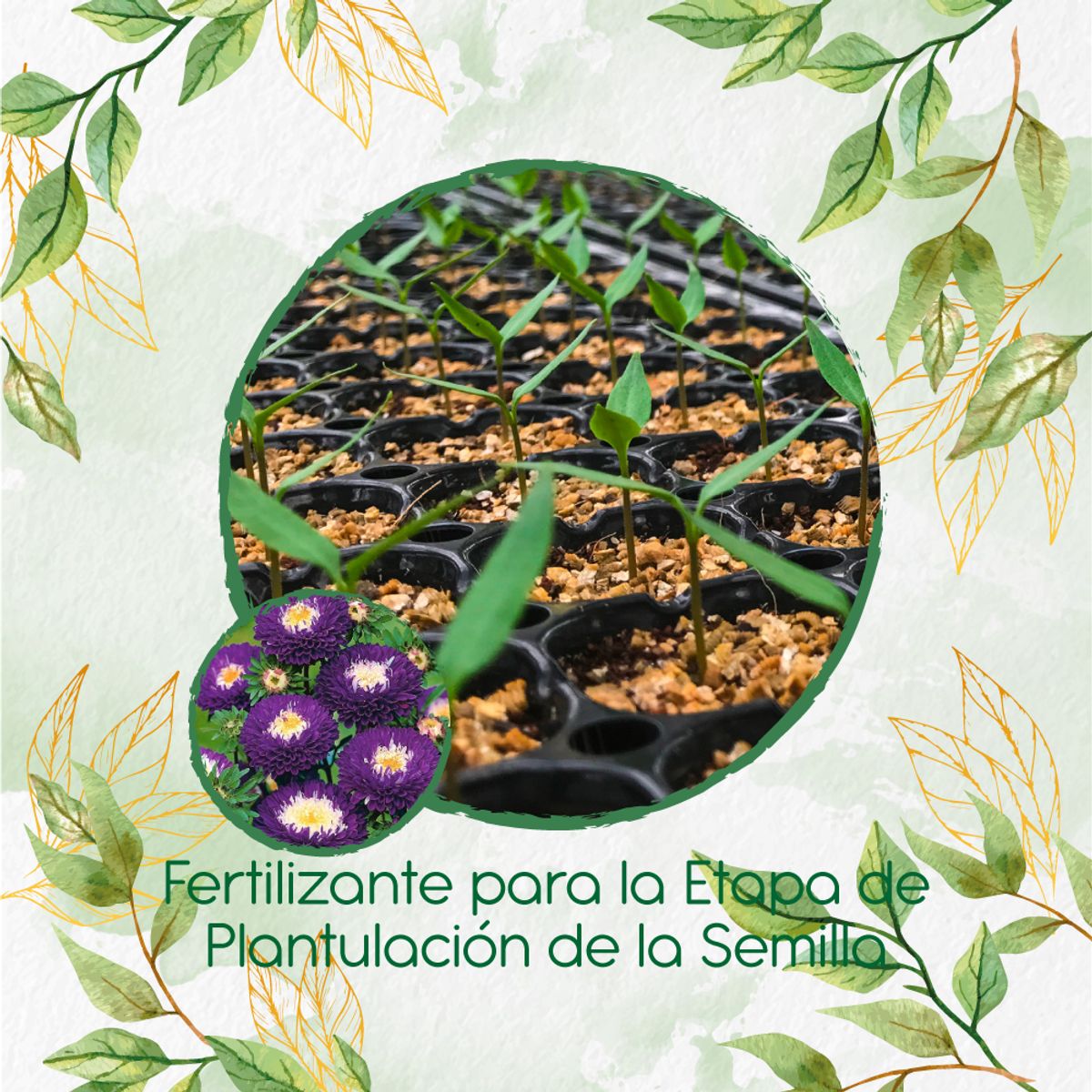 GENERICO - Fertilizante De Plantulación Para Flor Aster Para Ramos