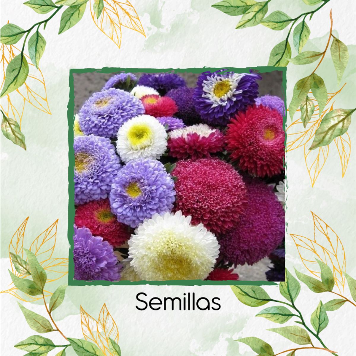 GENERICO - Fertilizante De Plantulación Para Flor Aster Para Ramos