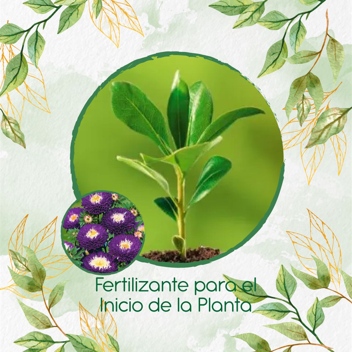 GENERICO - Fertilizante Para El Inicio De Flor Aster Para Ramos