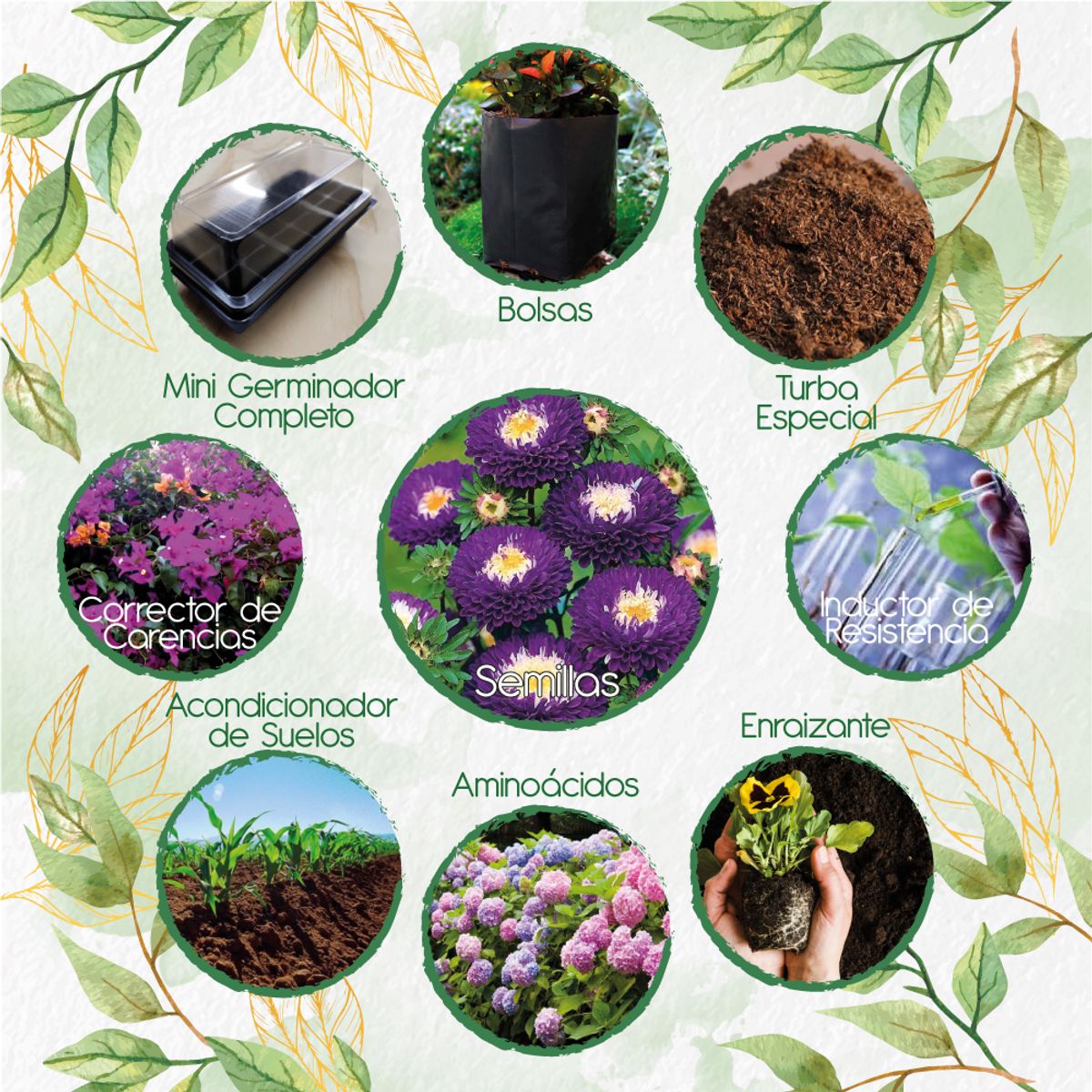 GENERICO - 520 Semillas De Flor Aster Para Ramos + Kit Completo De Germinación