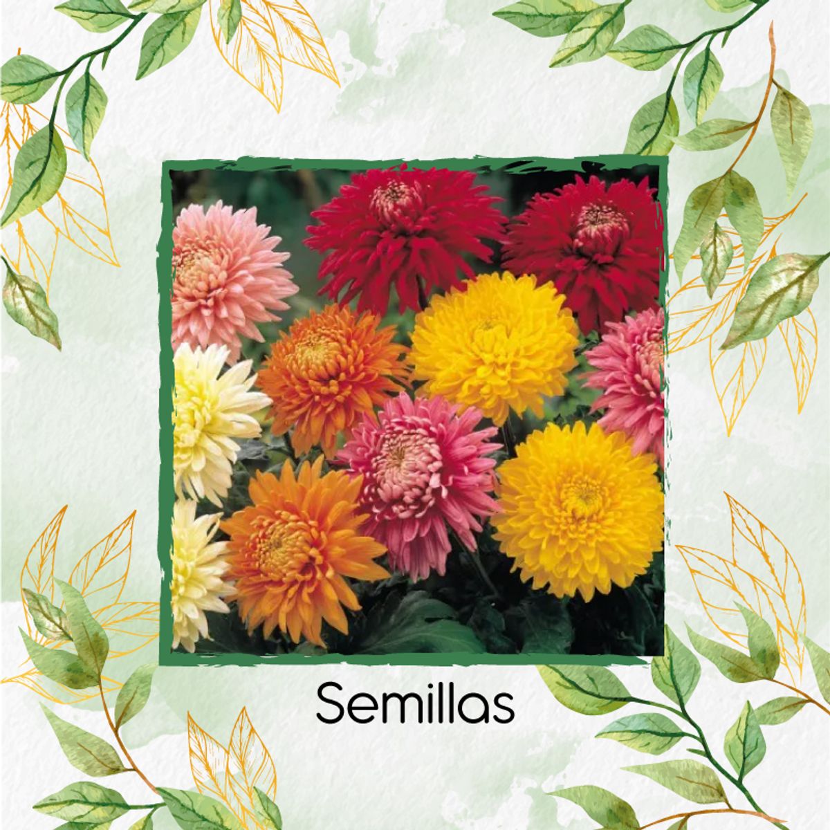 GENERICO - 520 Semillas De Flor Aster Para Ramos + Kit Completo De Germinación