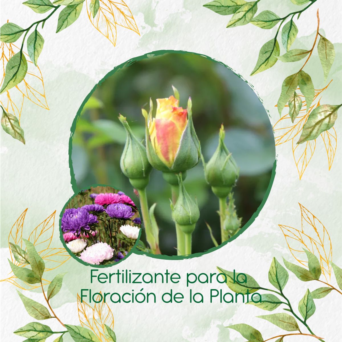 GENERICO - Fertilizante Para La Floración De Flor Aster California
