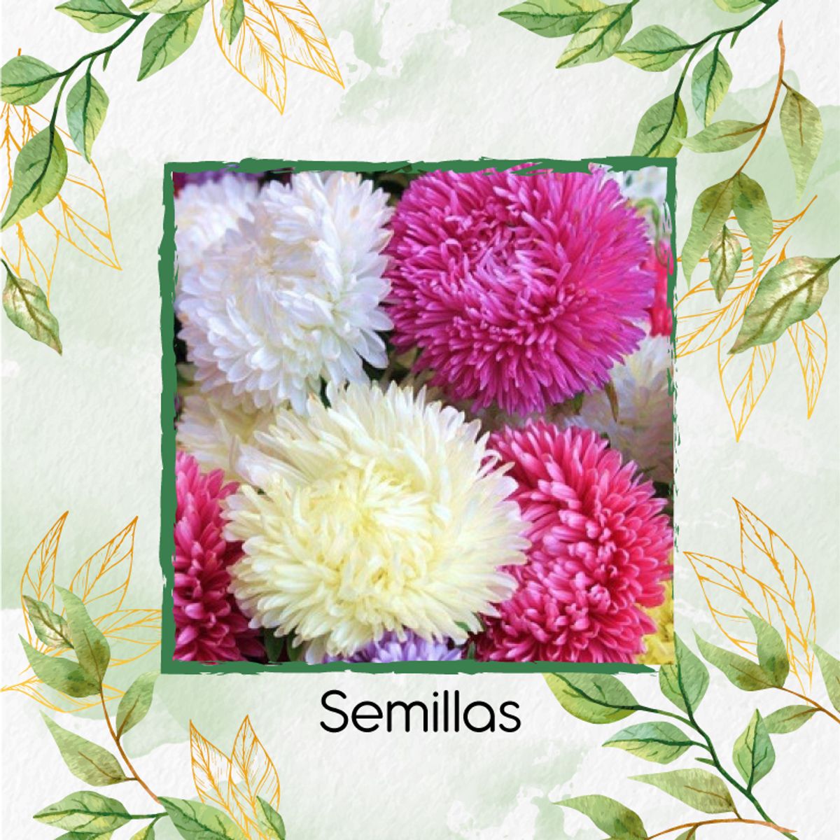 GENERICO - Fertilizante Para La Floración De Flor Aster California