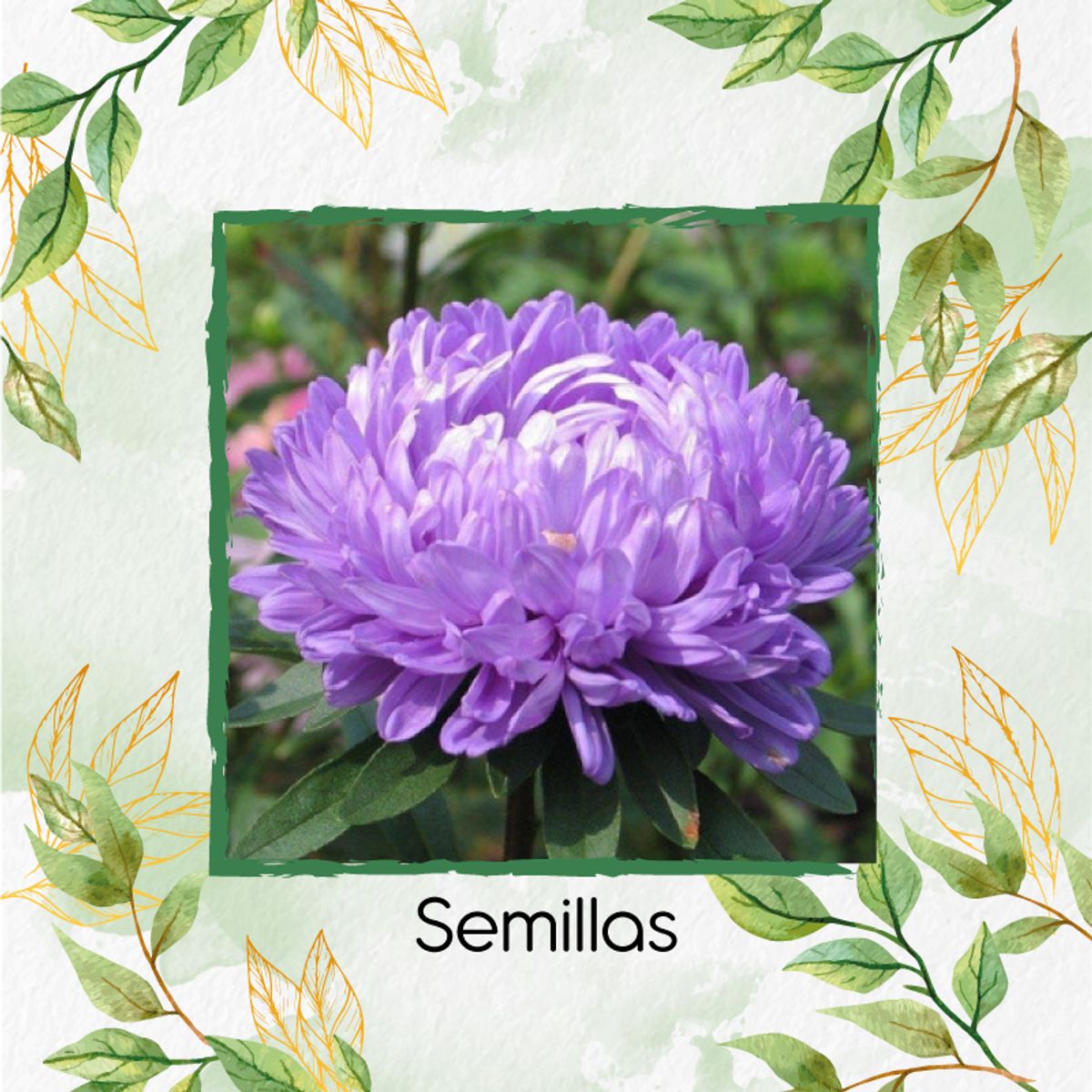 GENERICO - Fertilizante Generación De Brotes Para Flor Aster California