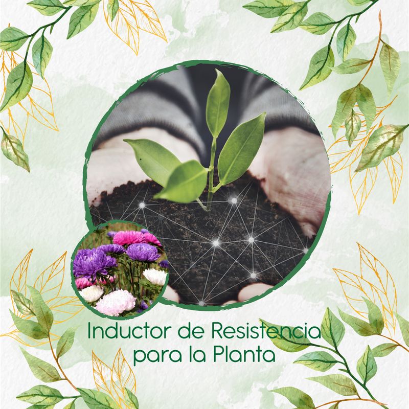 GENERICO - Fertilizante Inductor De Resistencia Para Flor Aster California