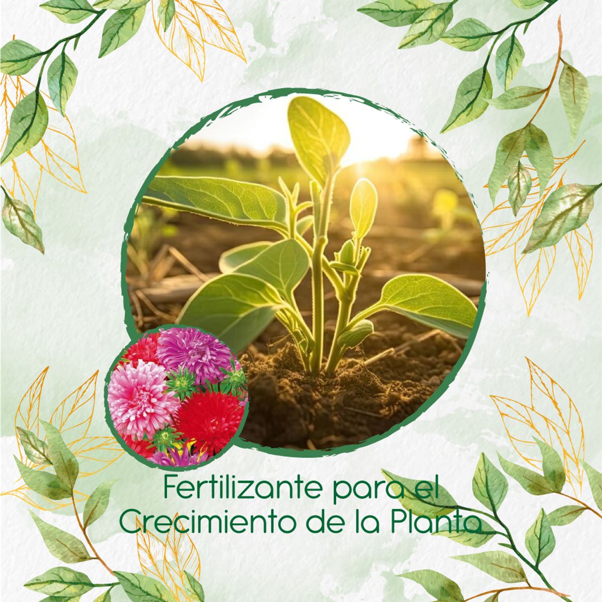 GENERICO - Fertilizante Para El Crecimiento De Flor Aster Pluma De Avestruz