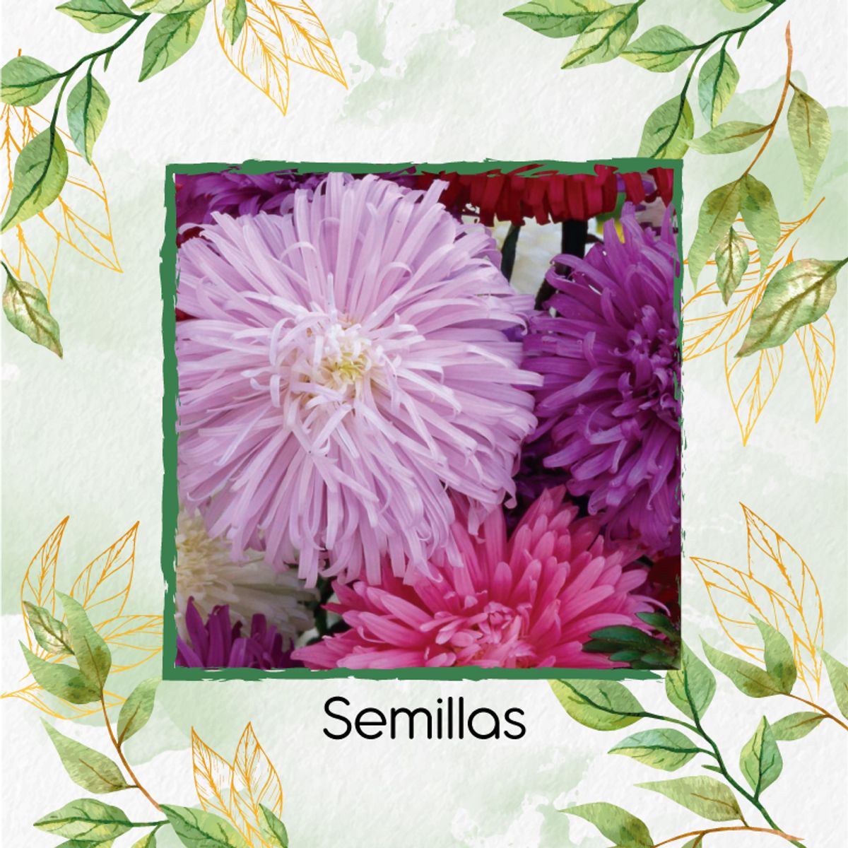 GENERICO - Fertilizante Para El Crecimiento De Flor Aster Pluma De Avestruz
