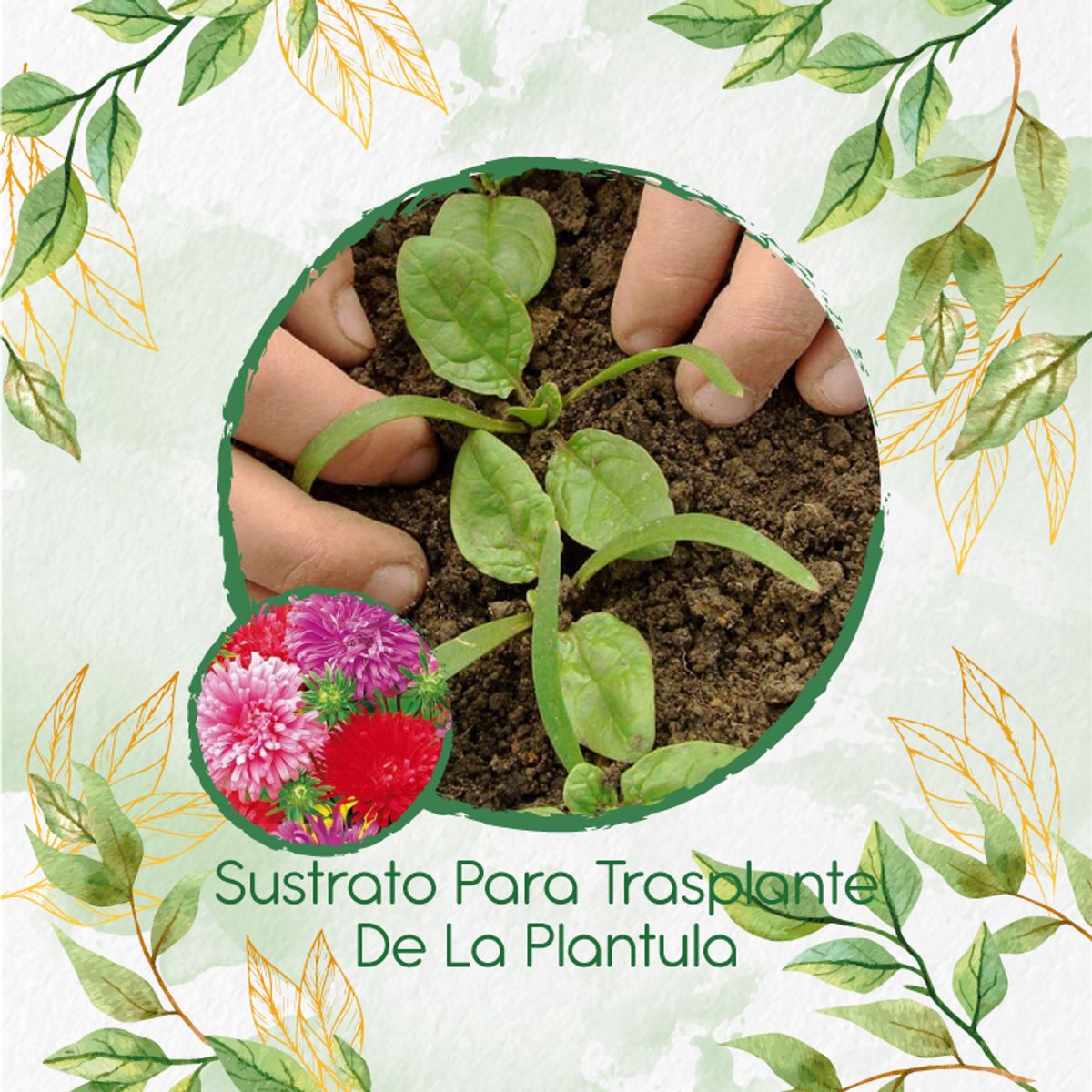 GENERICO - Sustrato Para Trasplante De Flor Aster Pluma De Avestruz