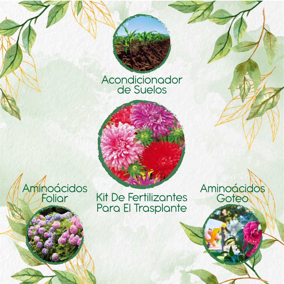 GENERICO - Kit De Fertilizantes Para El Trasplante De Aster Pluma De Avestruz