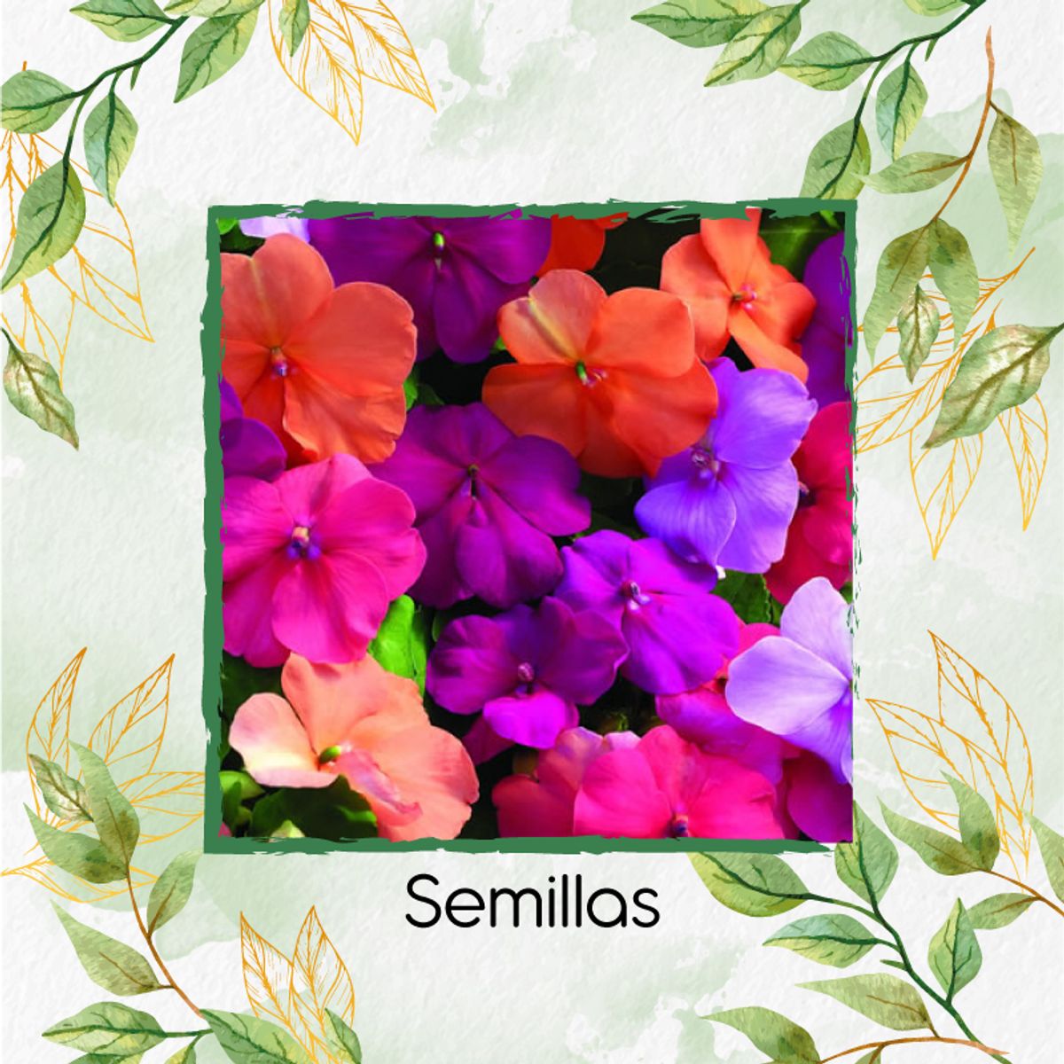 GENERICO - Turba Canadiense Especial Para Semillas De Besitos