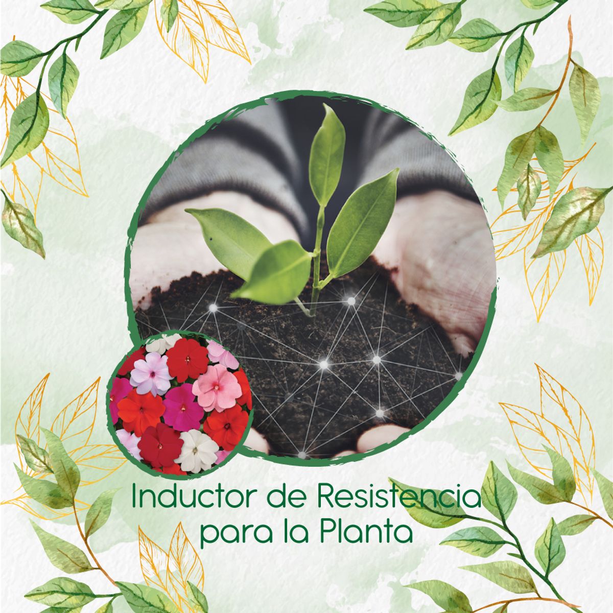 GENERICO - Fertilizante Inductor De Resistencia Para Flor Besitos