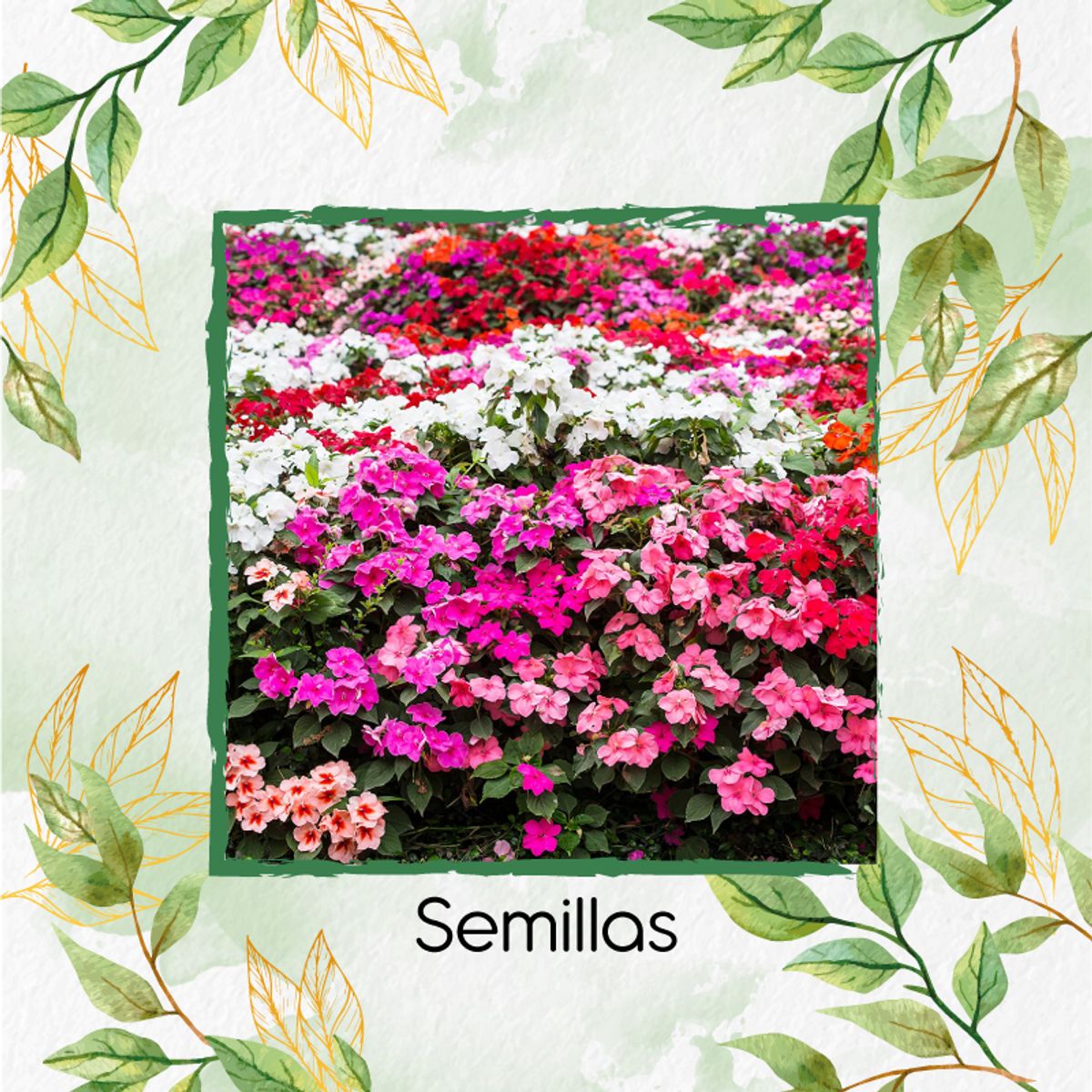 GENERICO - Fertilizante Inductor De Resistencia Para Flor Besitos