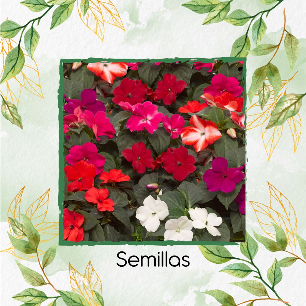 GENERICO - 100 Semillas De Flor Besitos + Kit De Germinación Especial