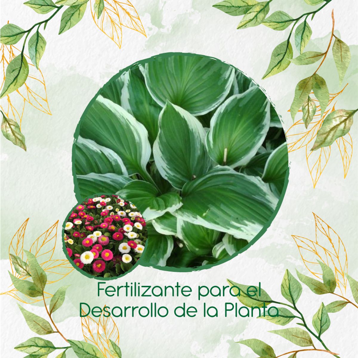 GENERICO - Fertilizante Para El Desarrollo De Flor Bellis Margarita
