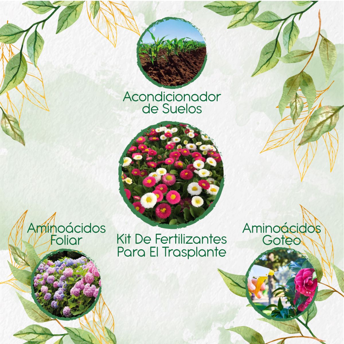 GENERICO - Kit De Fertilizantes Para El Trasplante De Flor Bellis Margarita