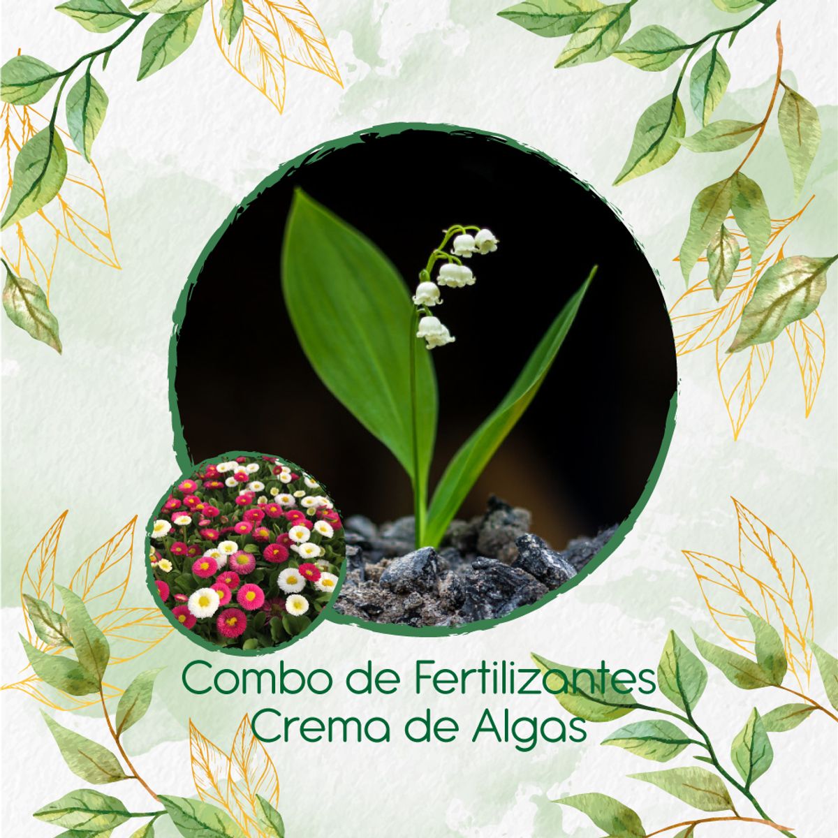 GENERICO - Combo De Fertilizantes Crema De Algas Para Flor Bellis Margarita