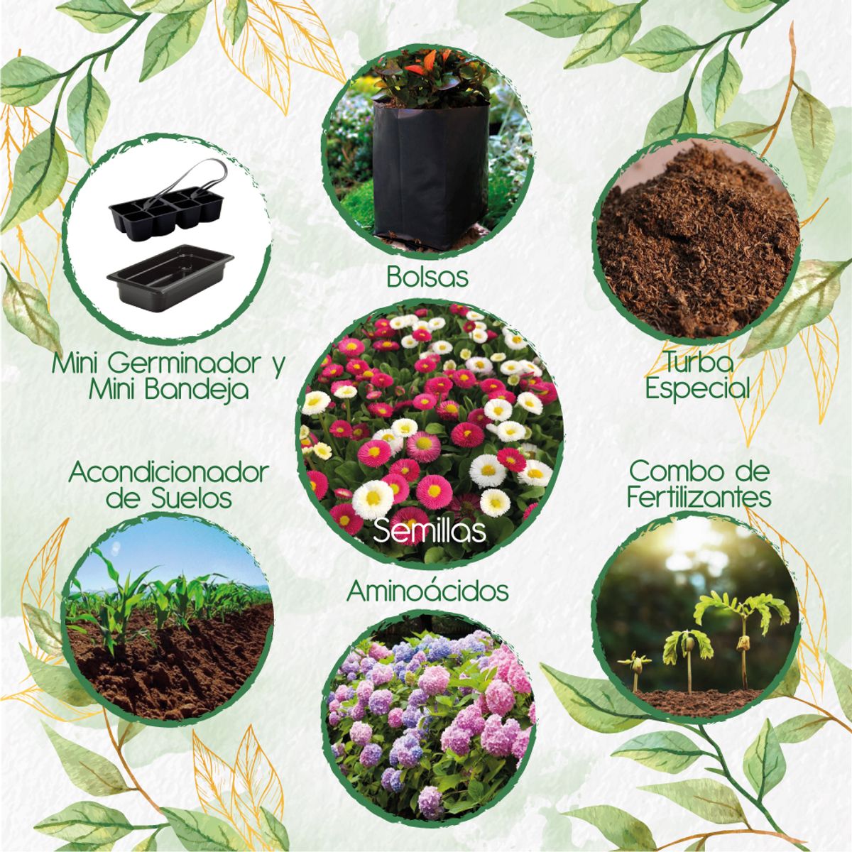 GENERICO - 150 Semillas Orgánicas De Flor Bellis Margarita + Kit De Germinación