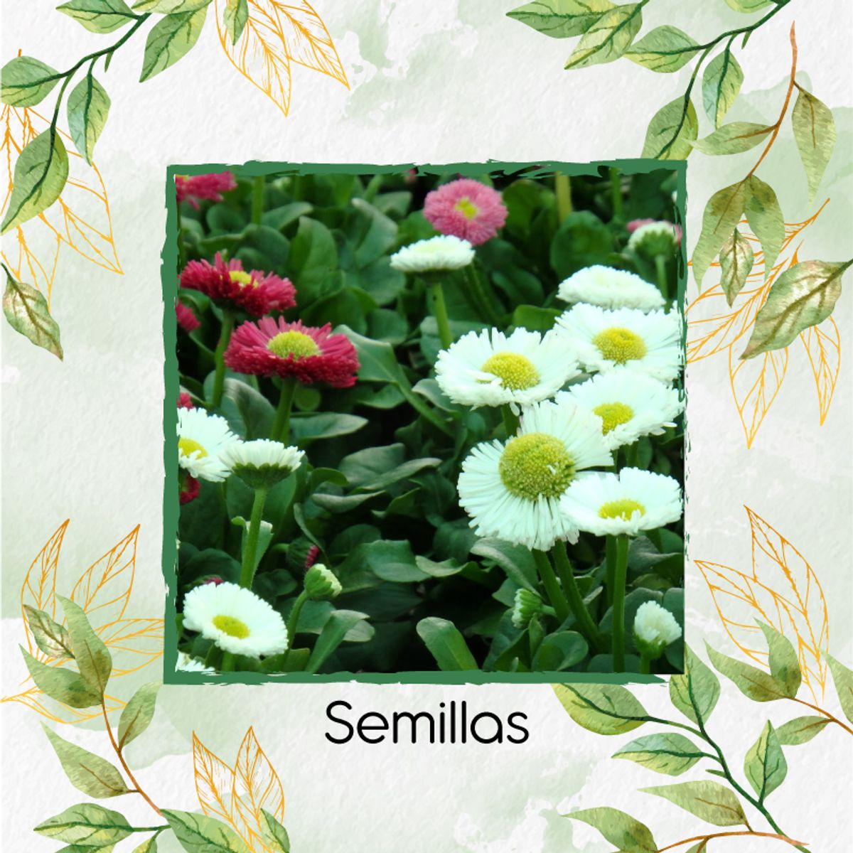 GENERICO - 150 Semillas Orgánicas De Flor Bellis Margarita + Kit De Germinación