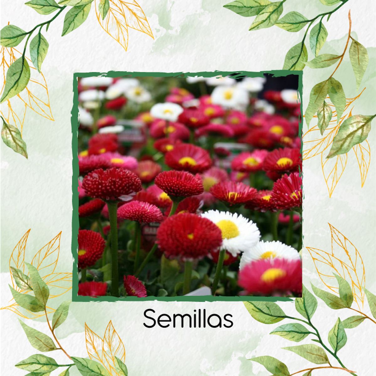 GENERICO - 600 Semillas De Flor Bellis Margarita + Kit De Producción