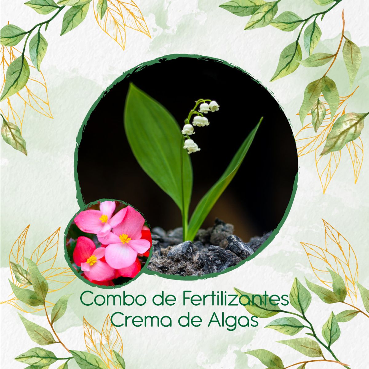 GENERICO - Combo De Fertilizantes Crema De Algas Para Flor Begonia