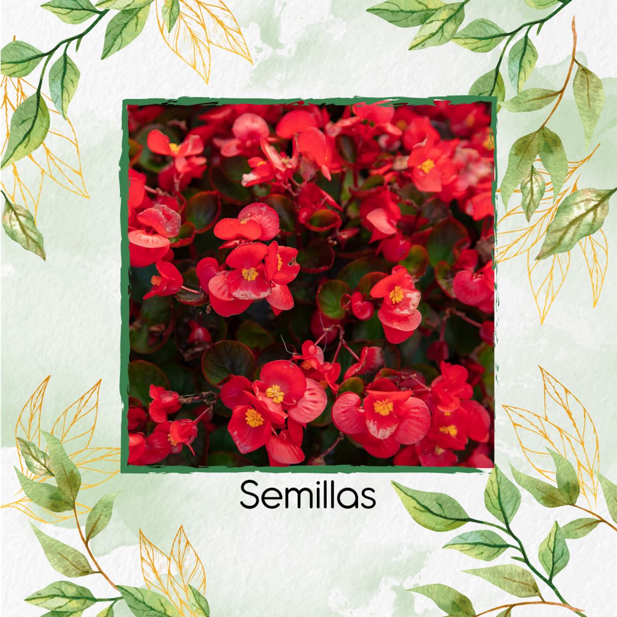 GENERICO - Combo De Fertilizantes Crema De Algas Para Flor Begonia