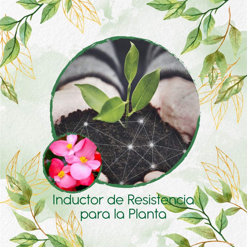 GENERICO - Fertilizante Inductor De Resistencia Para Flor Begonia