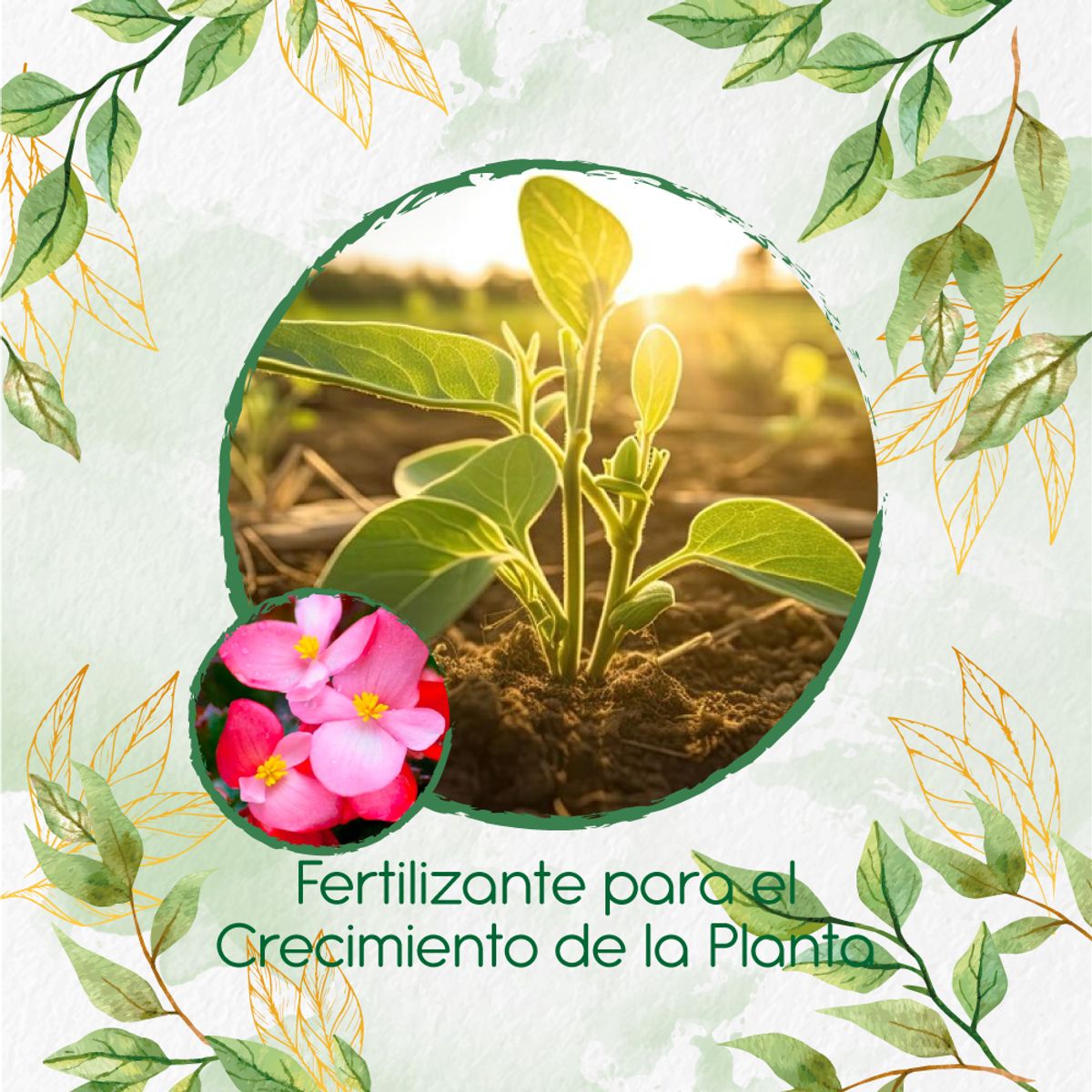 GENERICO - Fertilizante Para El Crecimiento De Flor Begonia