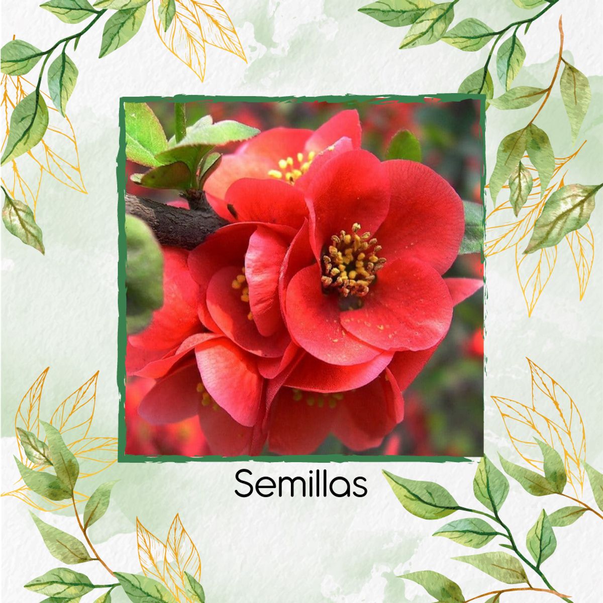 GENERICO - Fertilizante Para El Crecimiento De Flor Begonia