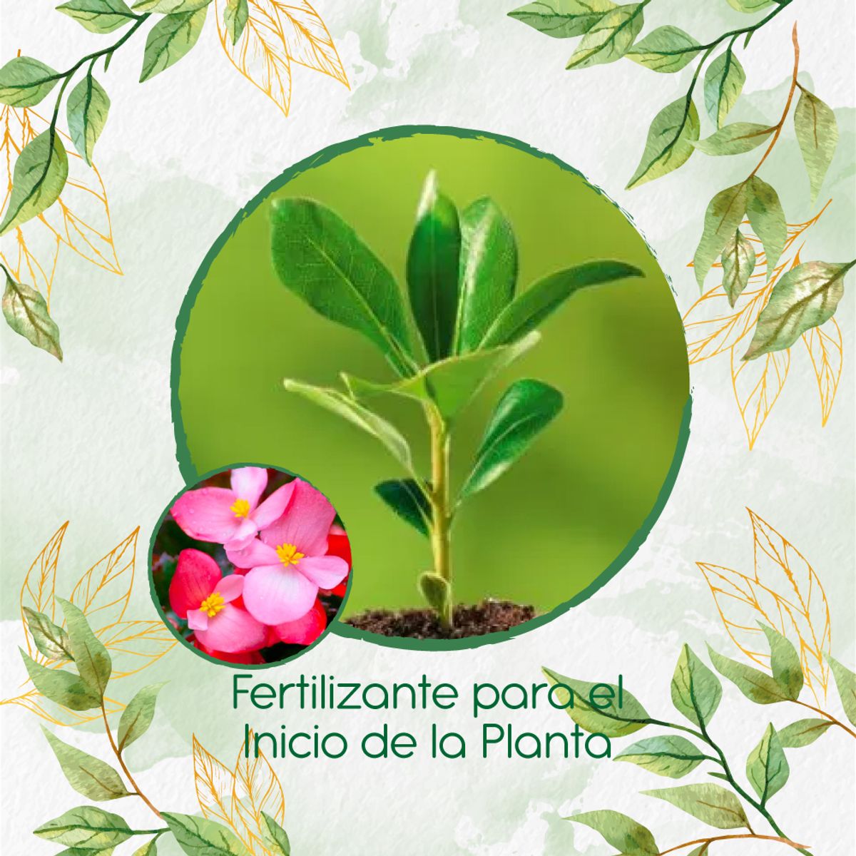 GENERICO - Fertilizante Para El Inicio De Flor Begonia