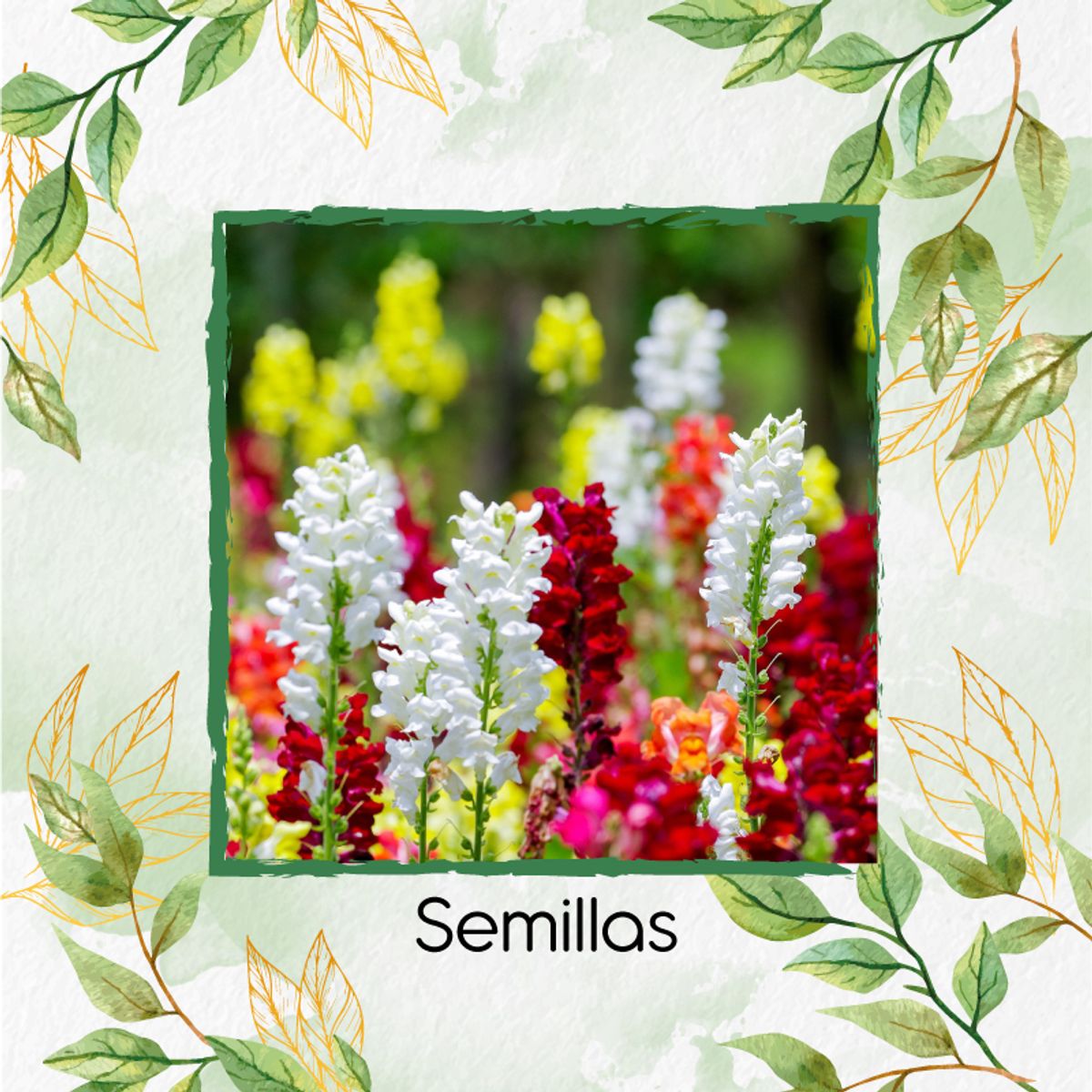 GENERICO - Combo De Fertilizantes Crema De Algas Para Flor Boca De Dragón