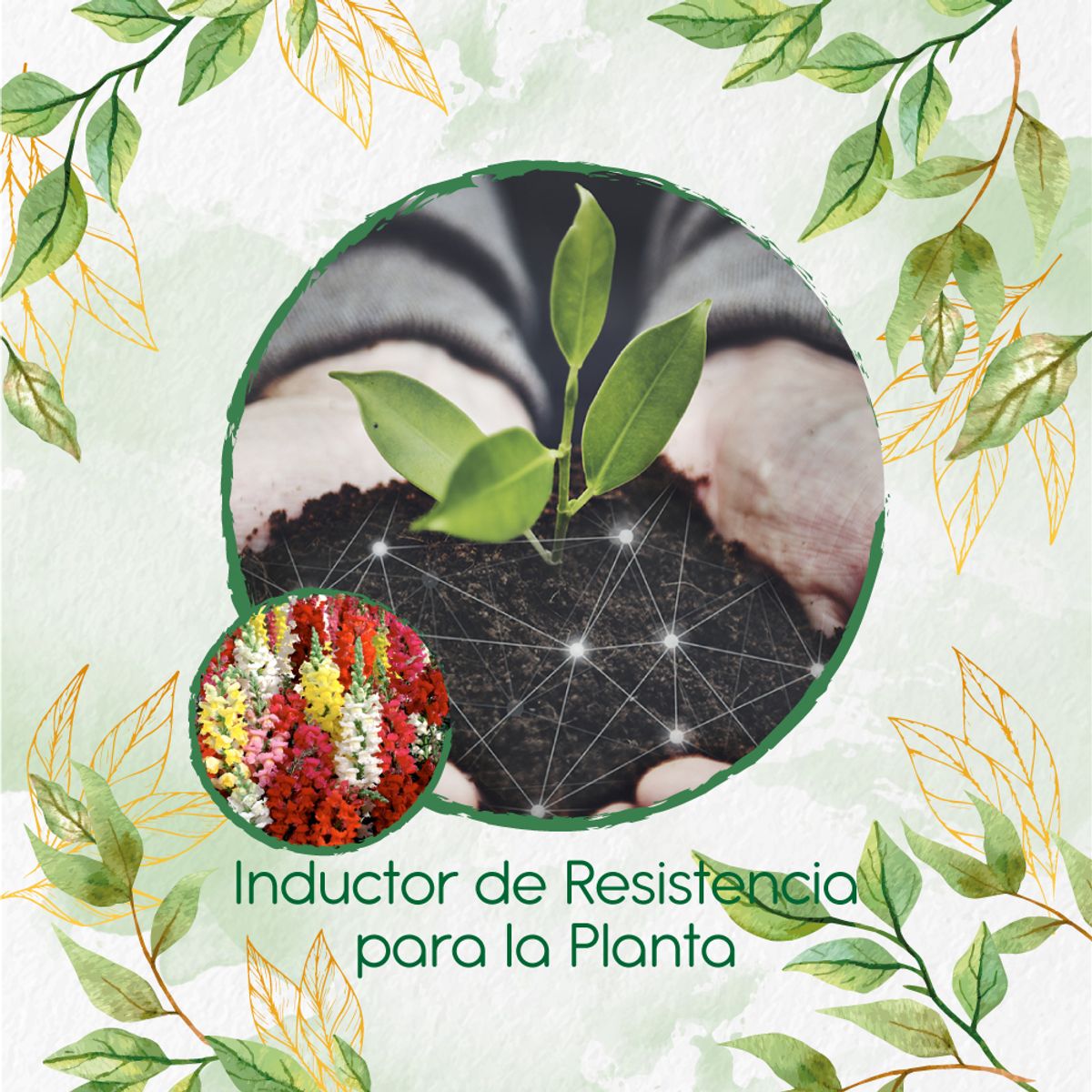 GENERICO - Fertilizante Inductor De Resistencia Para Flor Boca De Dragón