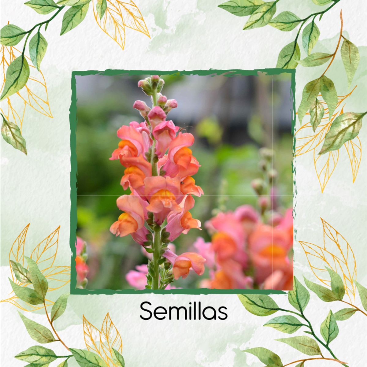 GENERICO - Fertilizante Inductor De Resistencia Para Flor Boca De Dragón