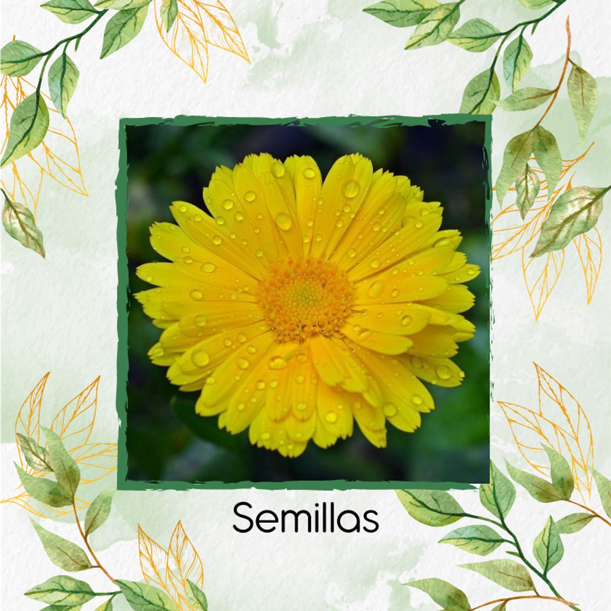 GENERICO - 140 Semillas De Flor Caléndula Amarilla + Kit De Germinación Especial