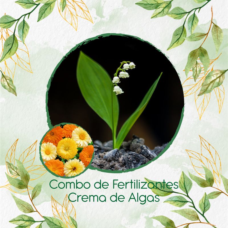 GENERICO - Combo De Fertilizantes Crema De Algas Para Flor Caléndula Mezcla