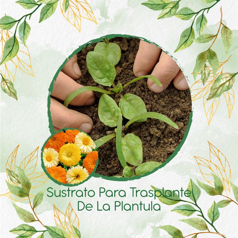 GENERICO - Sustrato Para Trasplante De Flor Caléndula Mezcla