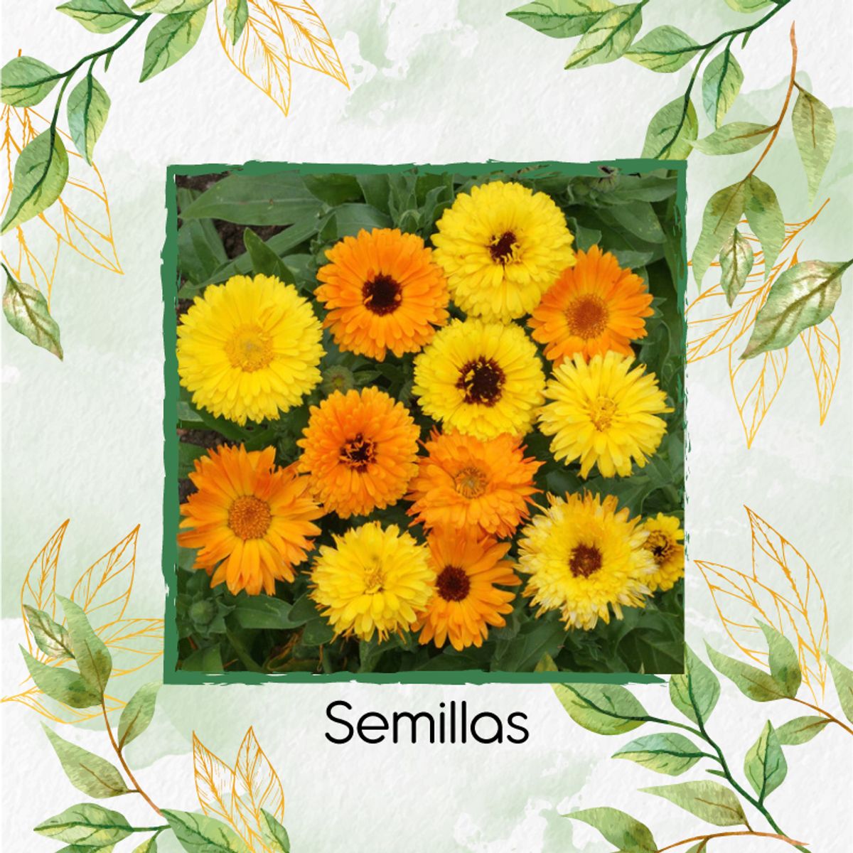 GENERICO - 140 Semillas De Flor Caléndula Mezcla + Kit De Germinación Especial