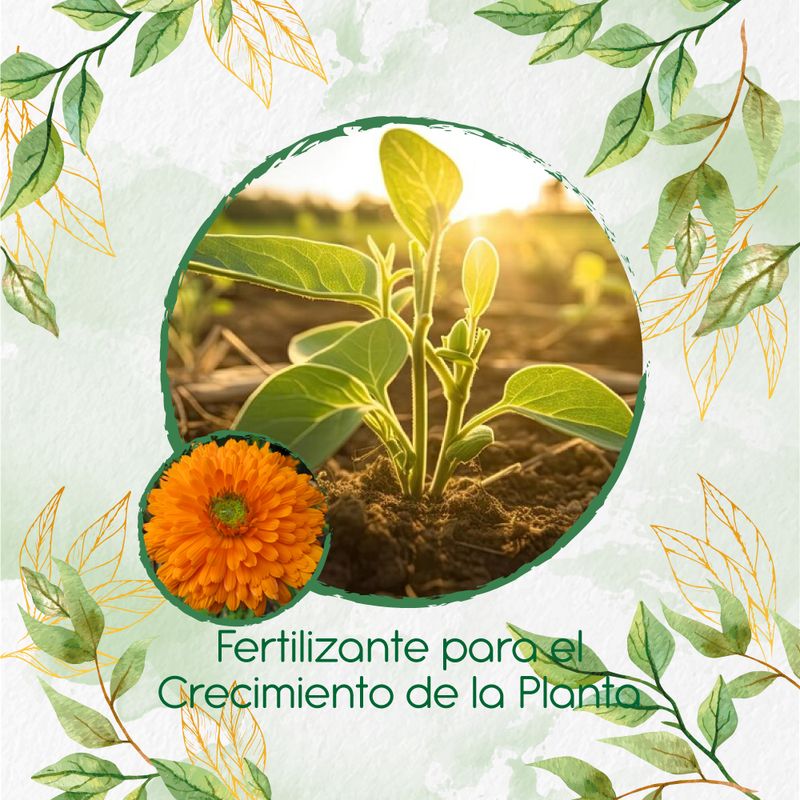 GENERICO - Fertilizante Para El Crecimiento De Flor Caléndula Naranja