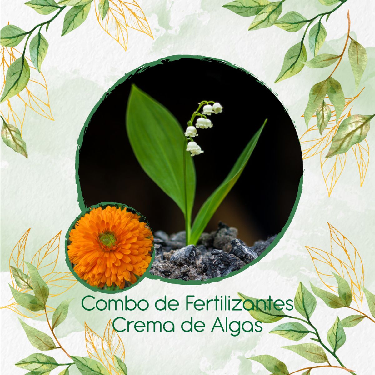GENERICO - Combo De Fertilizantes Crema De Algas Para Flor Caléndula Naranja