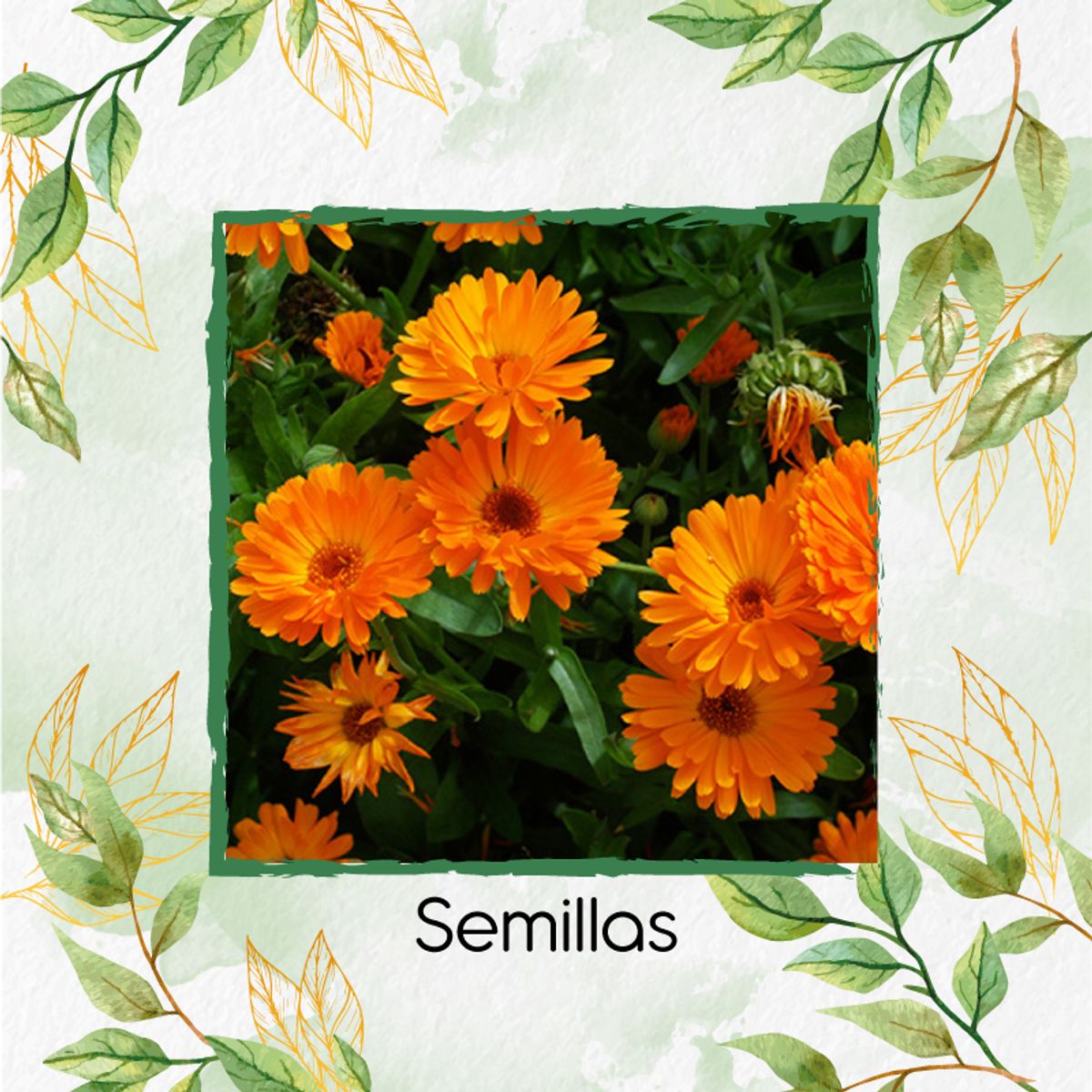 GENERICO - 70 Semillas Orgánicas De Flor Caléndula Naranja + Kit De Germinación