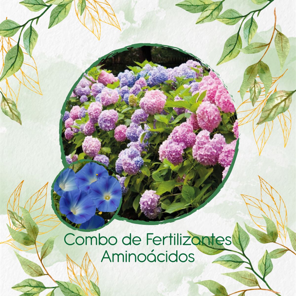 GENERICO - Combo De Fertilizantes Aminoácidos Para Flor Campanilla Azul