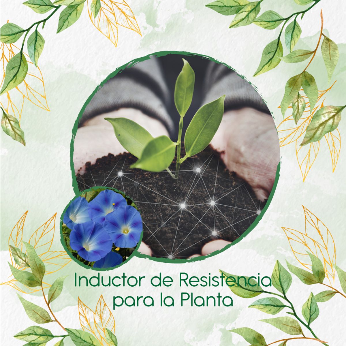 GENERICO - Fertilizante Inductor De Resistencia Para Flor Campanilla Azul