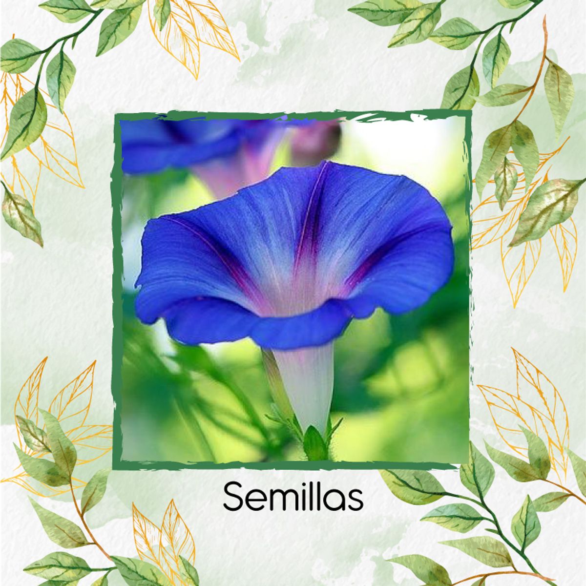 GENERICO - 30 Semillas De Flor Campanilla Azul + Kit Completo De Germinación