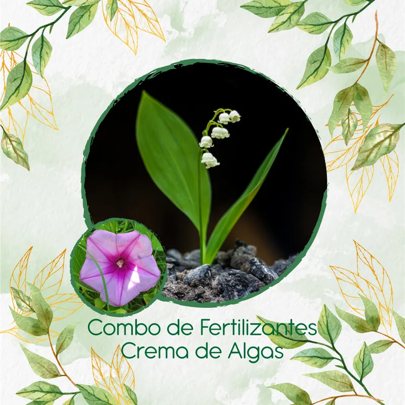 GENERICO - Combo De Fertilizantes Crema De Algas Para Flor Campanilla Mezcla