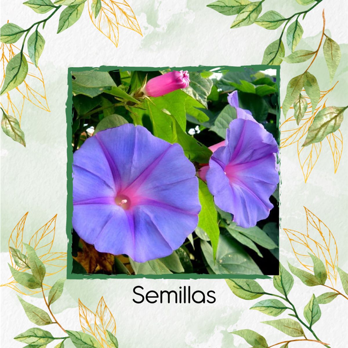 GENERICO - Kit De Acondicionadores De Suelos Para Flor Campanilla Mezcla