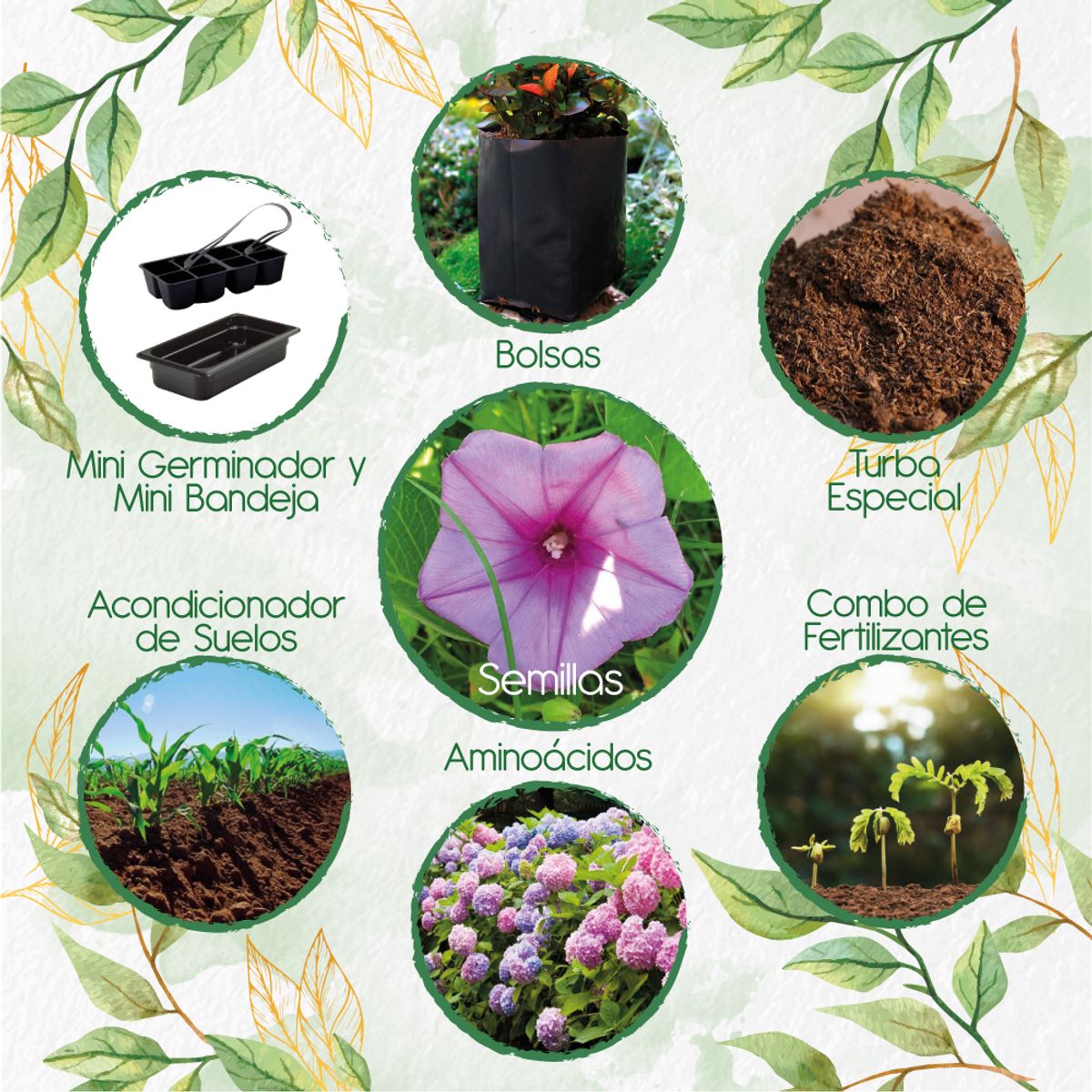 GENERICO - 15 Semillas Orgánicas De Flor Campanilla Mezcla + Kit De Germinación