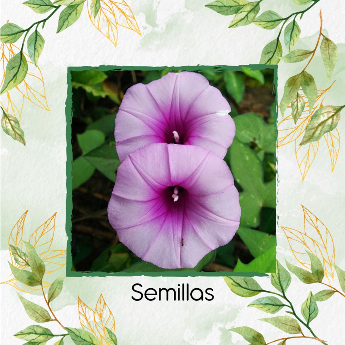 GENERICO - 15 Semillas Orgánicas De Flor Campanilla Mezcla + Kit De Germinación