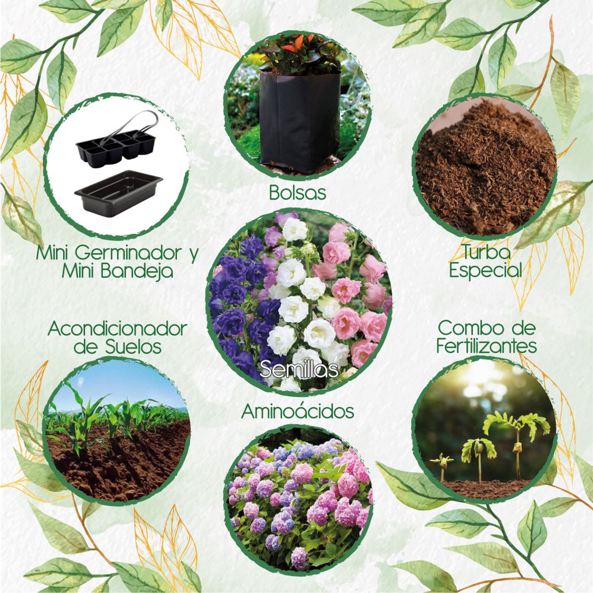 GENERICO - 125 Semillas Orgánicas De Flor Campánula + Kit De Germinación