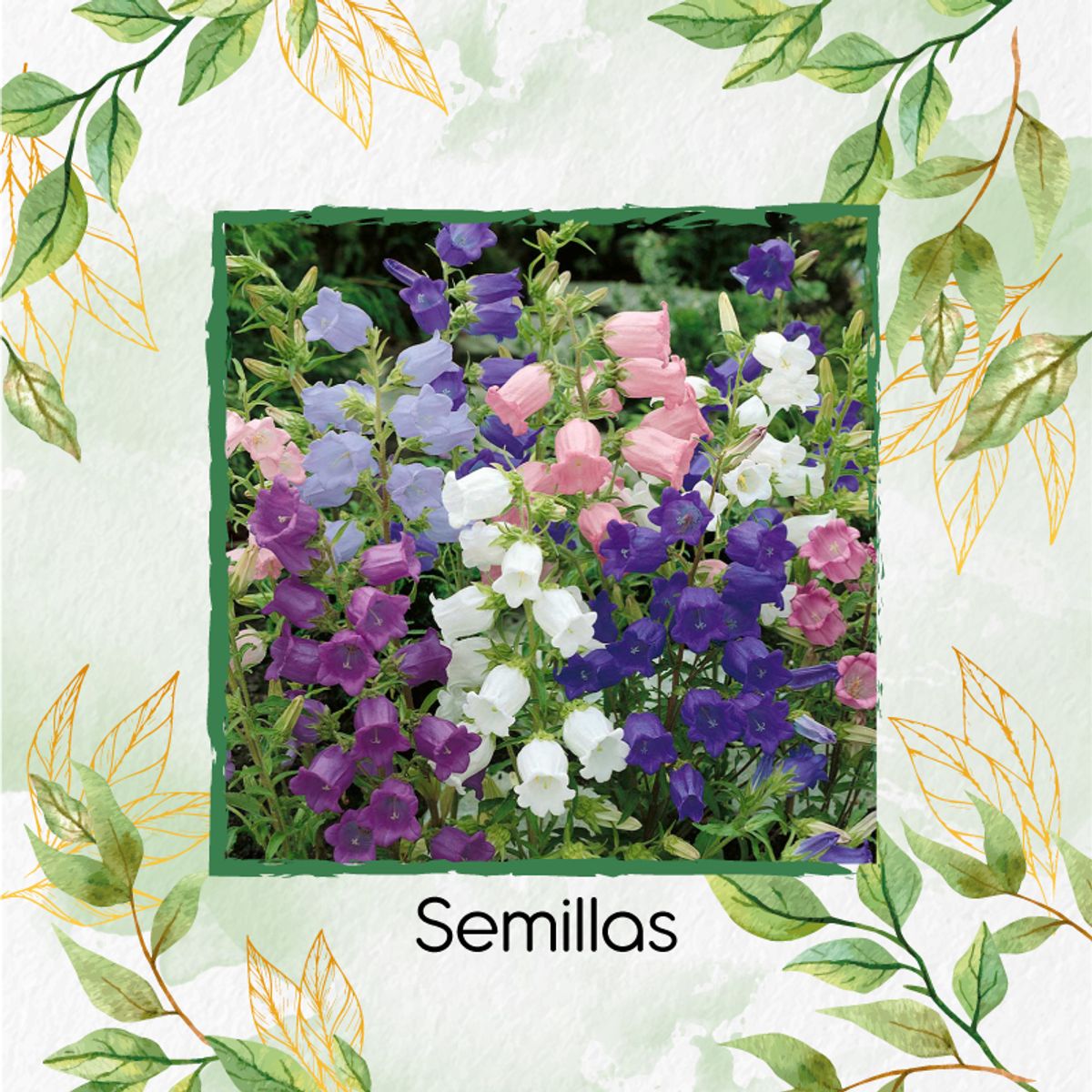 GENERICO - 125 Semillas Orgánicas De Flor Campánula + Kit De Germinación