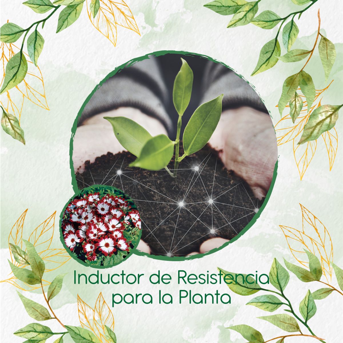 GENERICO - Fertilizante Inductor De Resistencia Para Flor Cineraria
